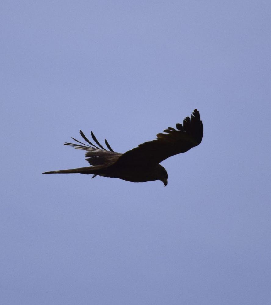 DSC_0659.jpg