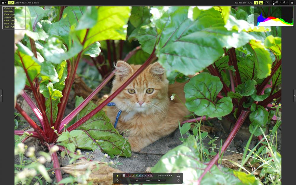 cat.jpg