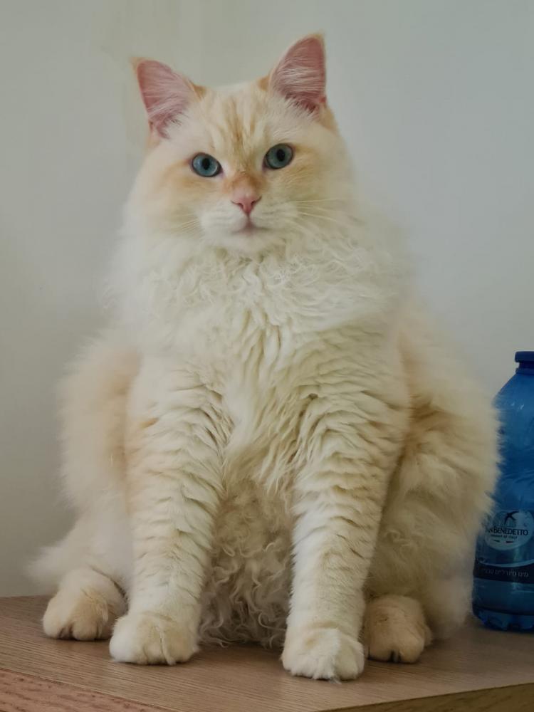 TheCat.jpg