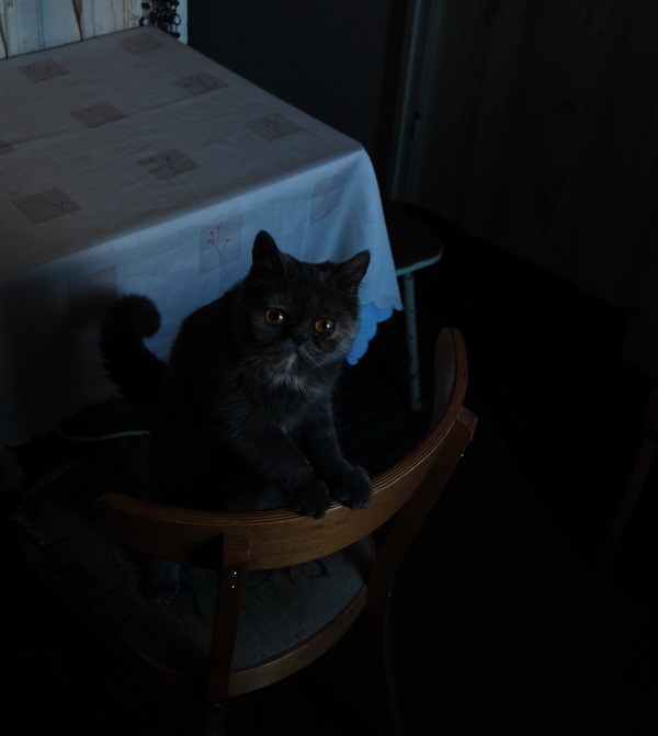 DSC_154511.jpg