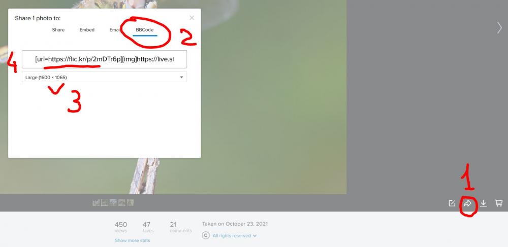 flickr.JPG