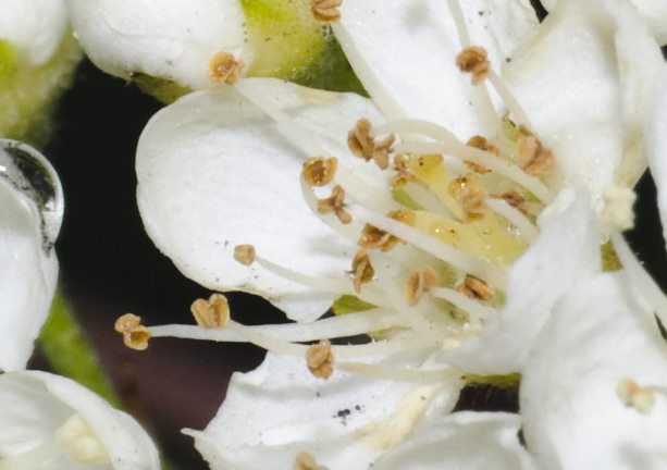 _DSC5135crop.jpg