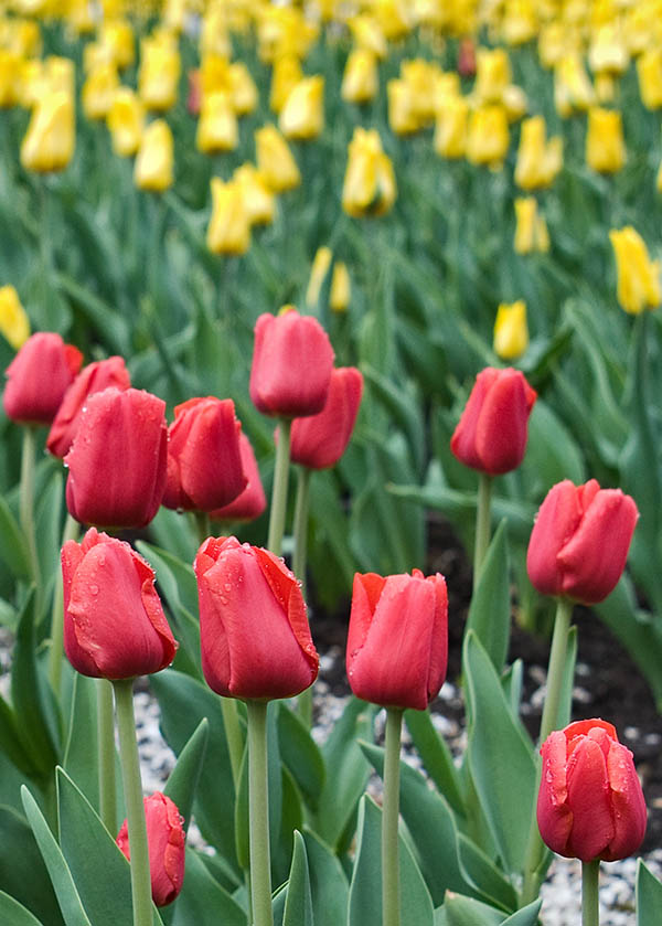 Tulips.jpg