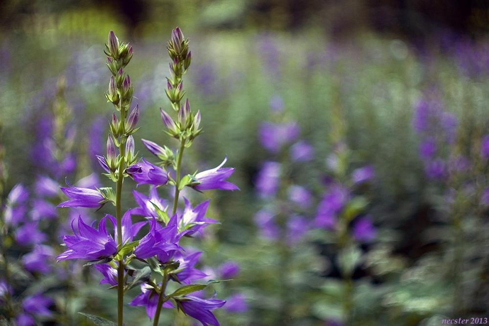 mid_fiolet.jpg