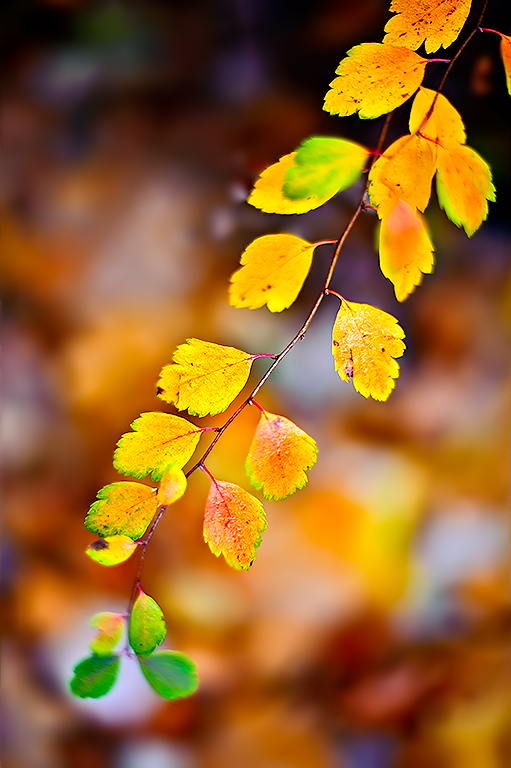 106037209_rMBD7vRj__FFI8089acm.jpg