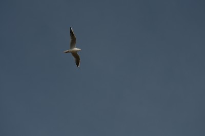 DSC_2185.jpg