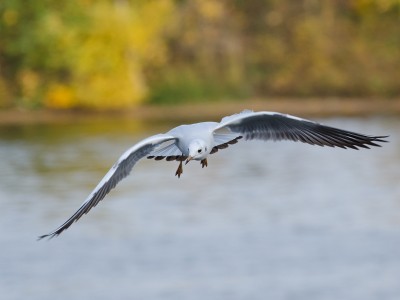 DSC_7438_1200.jpg
