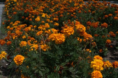 DSC_0027.jpg
