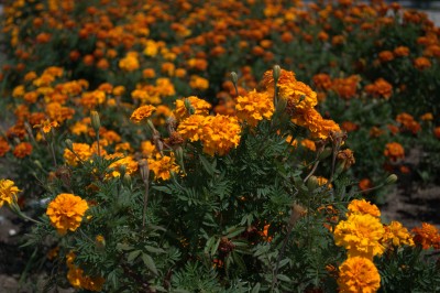 DSC_0031.jpg