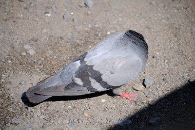 DSC_5315_1000.jpg