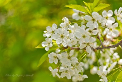 DSC_6985.jpg