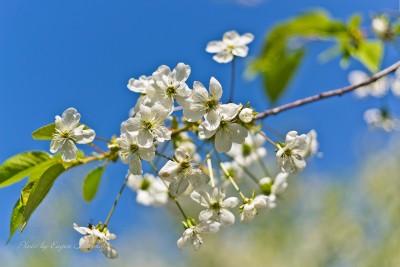DSC_7003.jpg