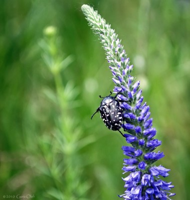 Summer_20100619_084.jpg