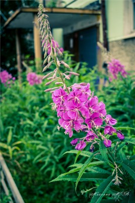 DSC_0334.jpg