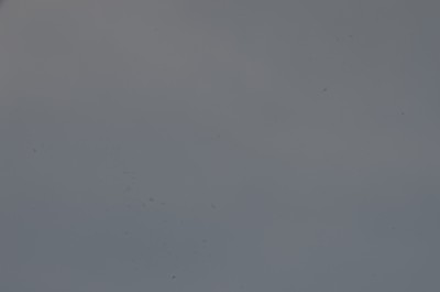 xDSC_3477a_1600.JPG