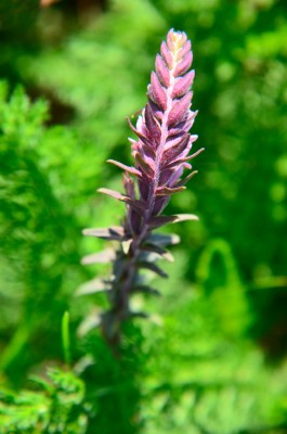 DSC_0239.JPG
