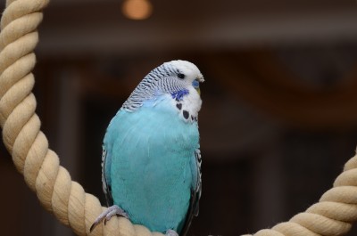 DSC_9262_1.jpg