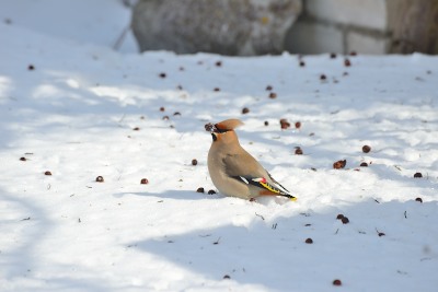 DSC_1119_008.JPG