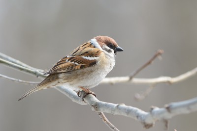 DSC_0690.jpg