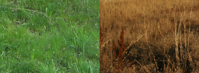 grass.png
