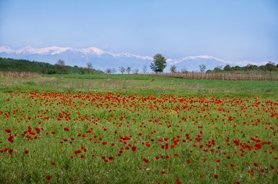 DSC_0472.jpg