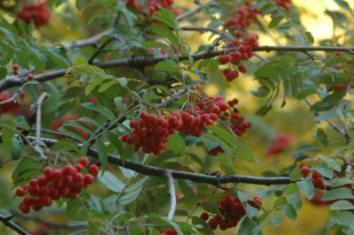DSC_9868 .jpg