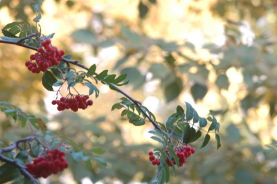 DSC_9870.jpg