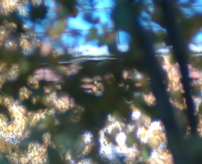 DSC_9874 crop.jpg
