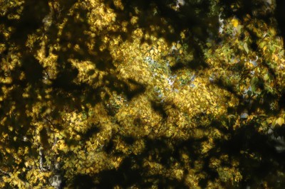 DSC_9877 .jpg