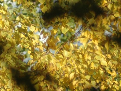 DSC_9877 crop.jpg