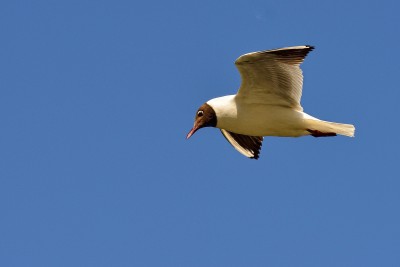 DSC_4878.jpg