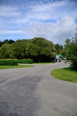 SVF_0955.jpg