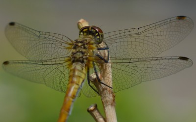 dragonfly.jpg