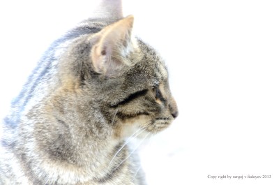 SVF_6753_kitty.jpg