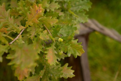 DSC_2716.JPG