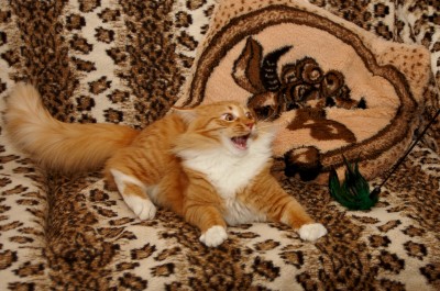 Котэ.jpg
