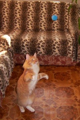 Котэ 2.jpg