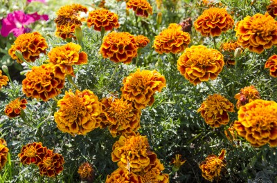 DSC_0130.JPG