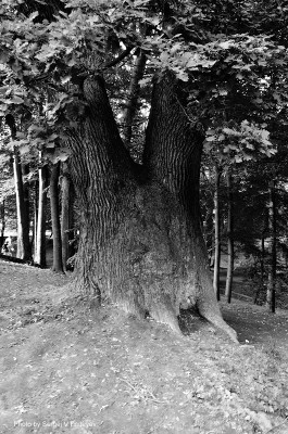 SVF_8174_bw.jpg