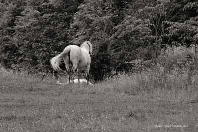 SVF_5796_bw.jpg