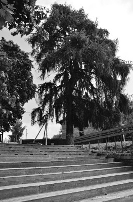 SVF_5832_bw.jpg