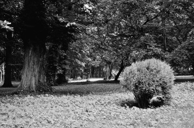 SVF_5871_bw.jpg