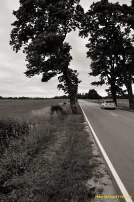 SVF_6038_bw.jpg