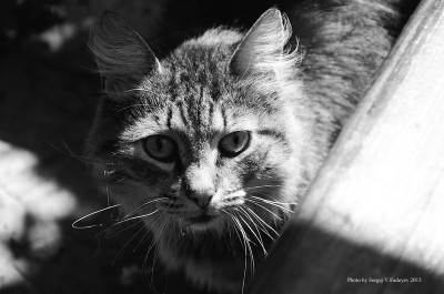 SVF_2366_bw.jpg
