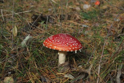 DSCF0030.JPG