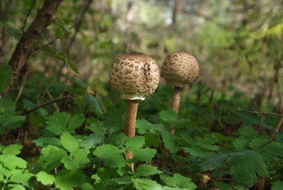 DSCF0032.JPG