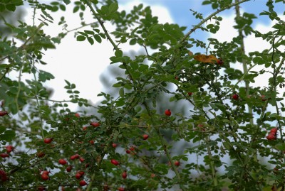 NDC_1728_lt.jpg