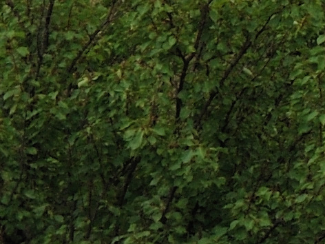 24_70_28mm_nx_crop.jpg