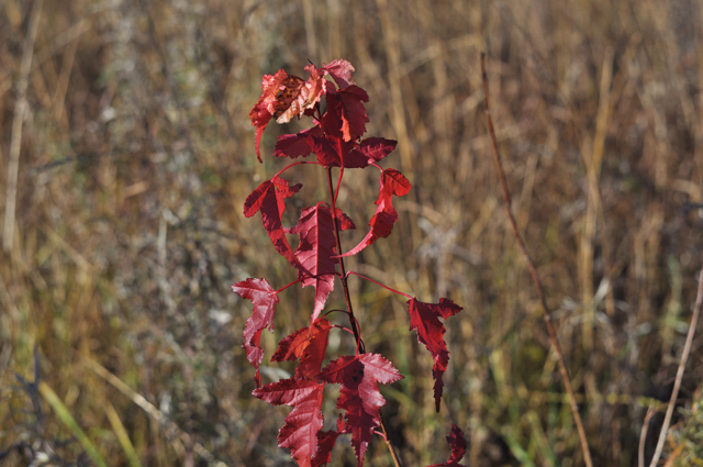 DSC_0721.jpg