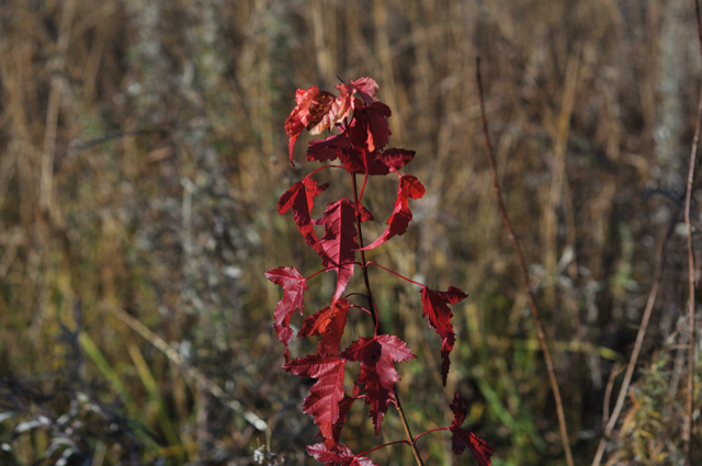 DSC_0722.jpg